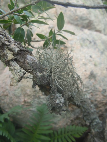 Lethariella intricata su fillirea